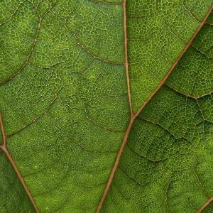 leaf