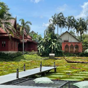 See bedeckt mit Lotusblättern in Thailand
