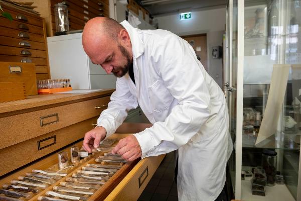 Thilo Kappelmeyer M.A. durchsucht die Makrorestsammlung des Labors