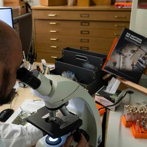 Foscher schaut durch Mikroskop um die Pollen einer Probe zu zählen.
