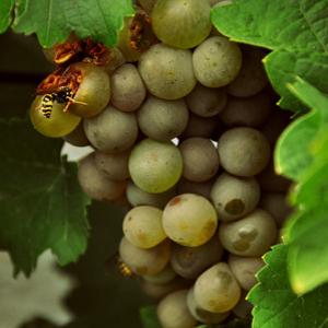Insects on grapes.