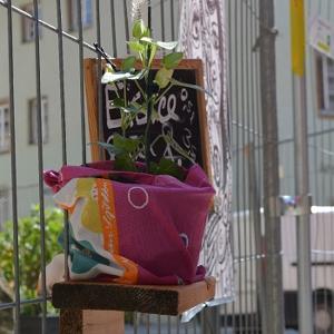 Plant in a pot next to a fence.