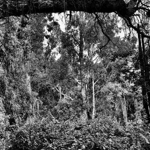 Nature in black and white.