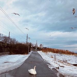 Swan on a snowy street.