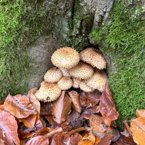 Shaggy Scalycap Mushroom.