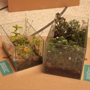 The experiment: Who can live on gravel?
