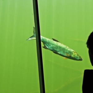 Fish and head.