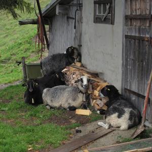Some of the workers who contribute to making raw-milk cheese—at least, some of the ones we are able to see!