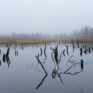 Wetlands.