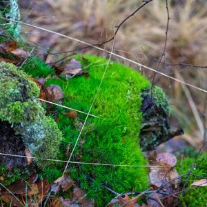 Moss over stones.