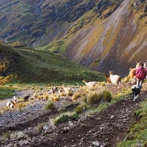 Llamas along a mountain pass.