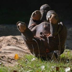 Baby rhino in Hellabrunn.
