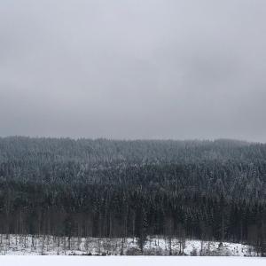 Snowy forest.