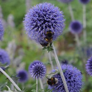 A bee on globe thisle.