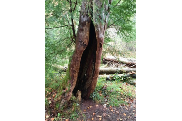 A hollow yew tree.