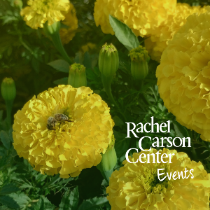 Bee on a yellow flower.