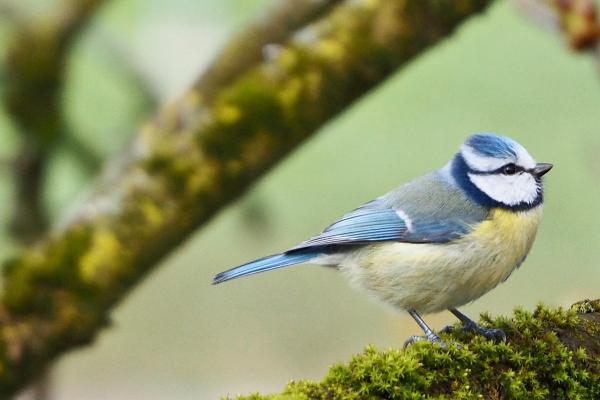 Blue tit in a tree.