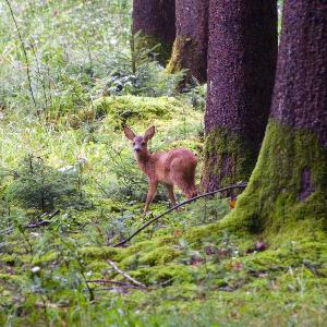 Deer in a mossy forest.