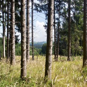 Open forest.