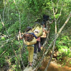 Aché children cross a natural bridge over a water stream in the forest. The girls are carrying their belongings in traditional baskets that are attached to their foreheads.