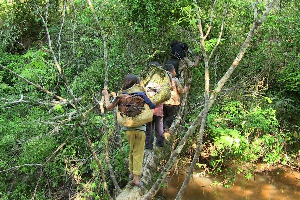 Aché children cross a natural bridge over a water stream in the forest. The girls are carrying their belongings in traditional baskets that are attached to their foreheads.