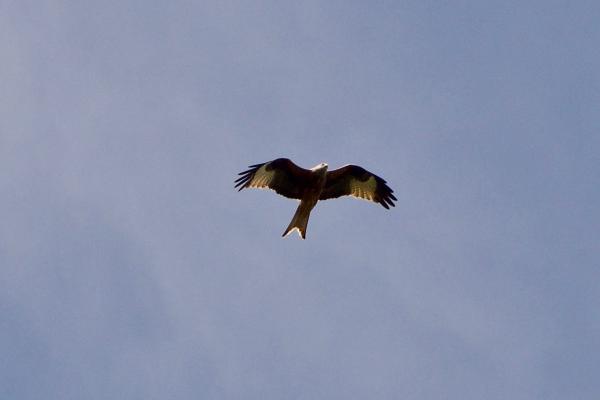 Kite in the sky.