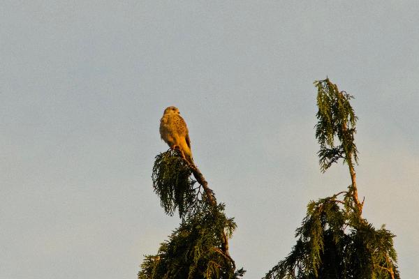 Falcon on a tree.