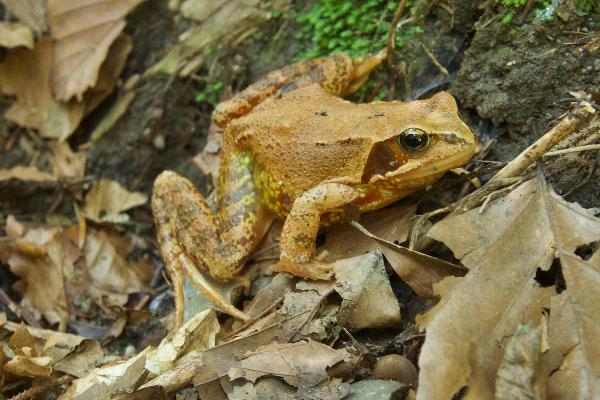 Frog on dry leaves.