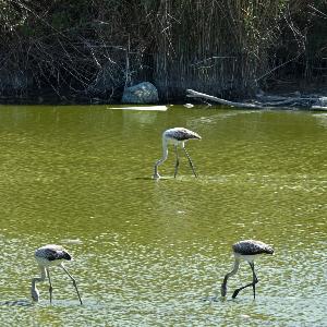 Flamingos.