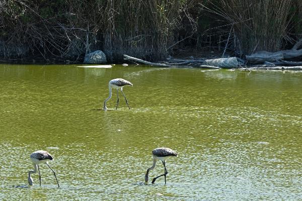 Flamingos.