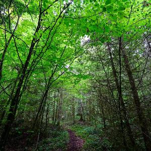 An excursion into the forest.