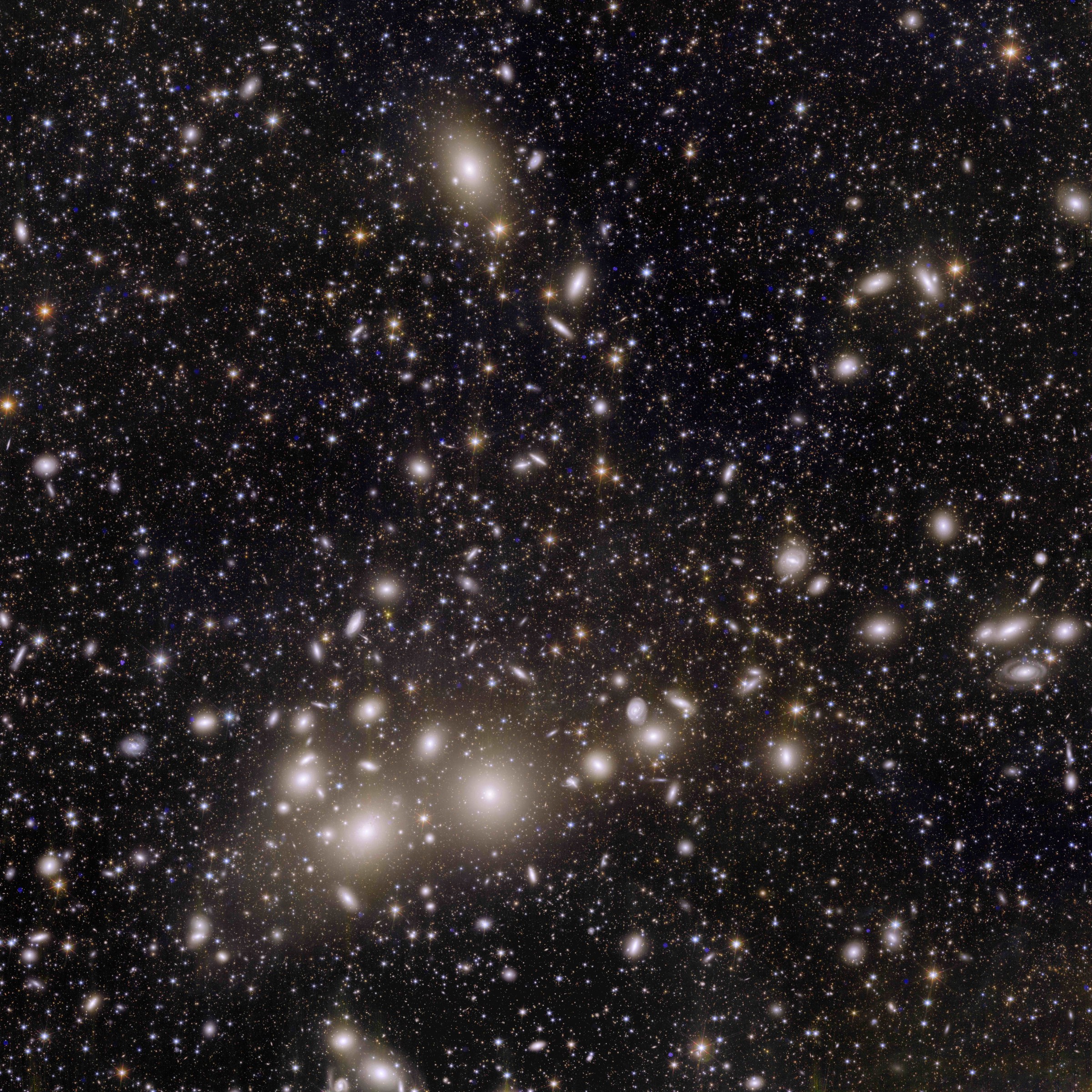 Euclid's view of the perseus galaxy cluster