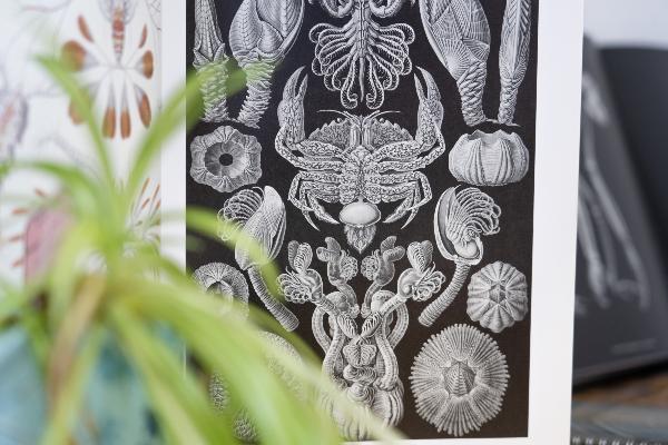 Schautafel aus der Biodidaktik