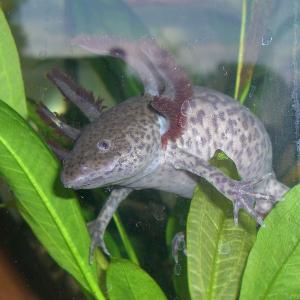 Axolotl Martin