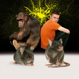 Chimpanzee and human sitting back-to-back with two mice in the foreground, against a dark background with a glowing neuron-like structure.