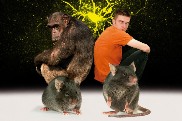 Chimpanzee and human sitting back-to-back with two mice in the foreground, against a dark background with a glowing neuron-like structure.