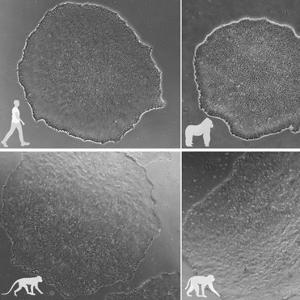 Six microscopic images of cell colonies from different primate species, arranged in two rows. The colonies vary in shape, edge structure, and surface appearance; silhouettes indicate the corresponding primate species.