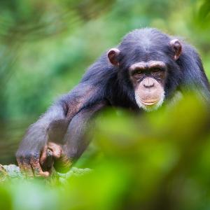 Chimpanzee resting on a tree branch, surrounded by lush green vegetation.