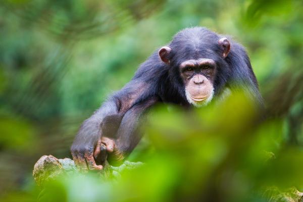 Chimpanzee resting on a tree branch, surrounded by lush green vegetation.