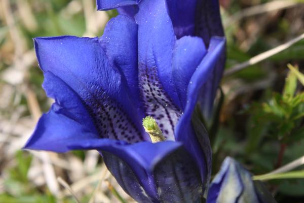Gentiana clusii