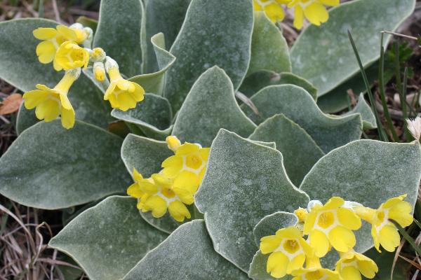 Primula auricula