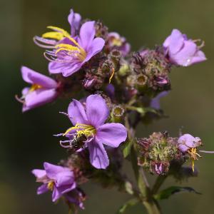 Dupineta brazzae (Cameroon)