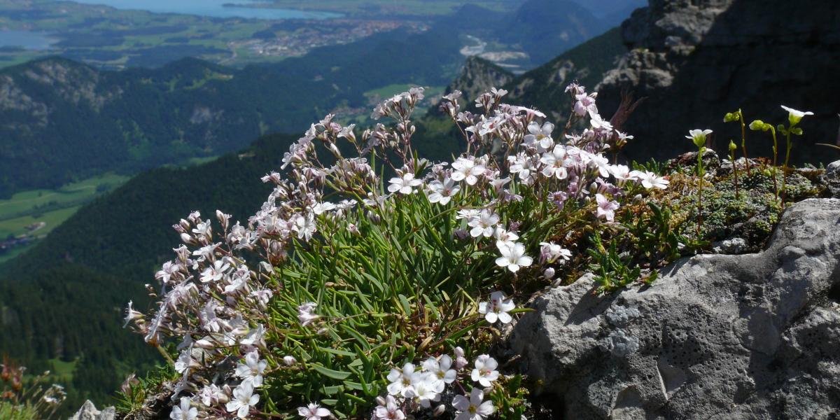 AG Kadereit - Faculty of Biology - LMU Munich