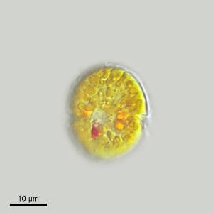 Jadwigia aff. applanata