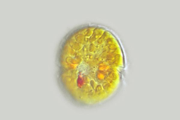 Jadwigia aff. applanata