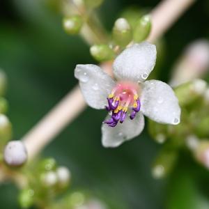 Medinilla pendula (Munich botanical garden; originally from the Philippines)