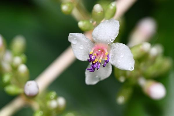 Medinilla pendula (Munich botanical garden; originally from the Philippines)