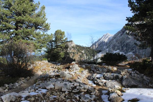 Alpengarten auf dem Schachen