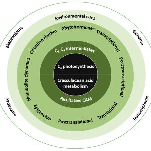 Scheme extracted from Ferrari and Freschi 2019