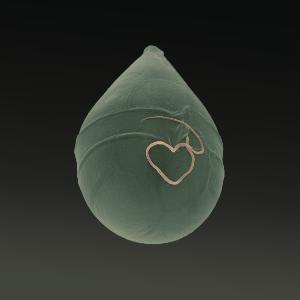 Scrippsiella acuminata